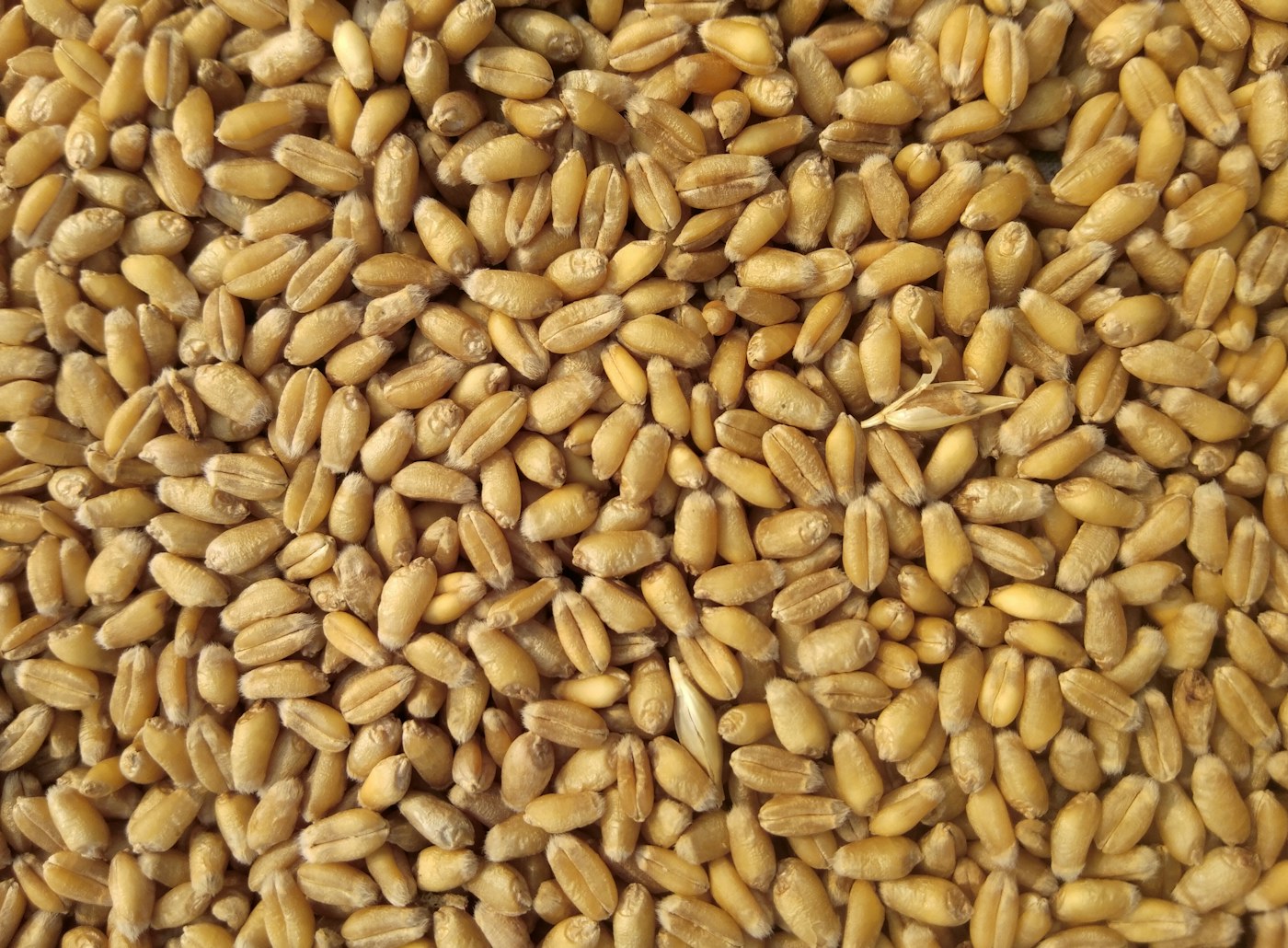 Agricultural Commodities